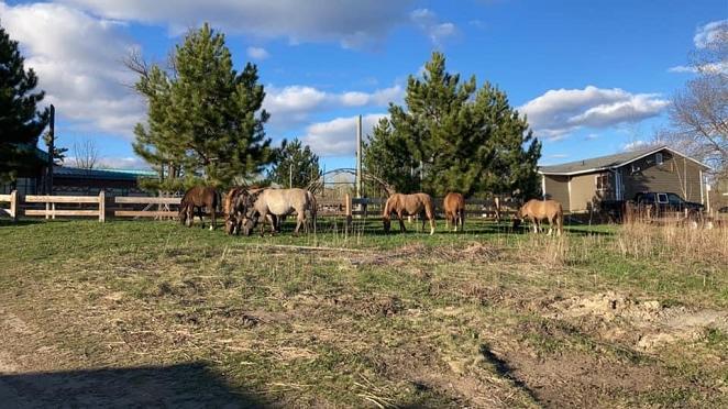 Lac La Croix Ponies in a field